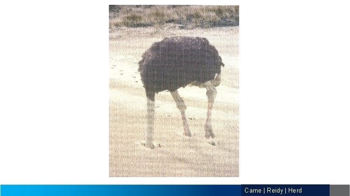 Carne | Reidy | Herd 