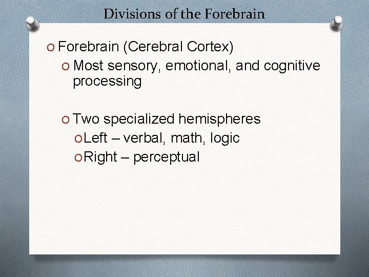 Divisions of the Forebrain O Forebrain (Cerebral Cortex) O Most sensory, emotional, and cognitive