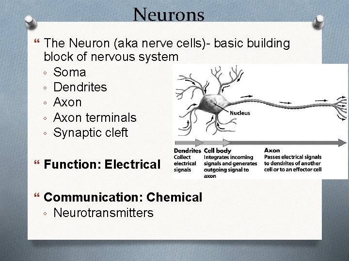 Neurons The Neuron (aka nerve cells)- basic building block of nervous system ◦ Soma