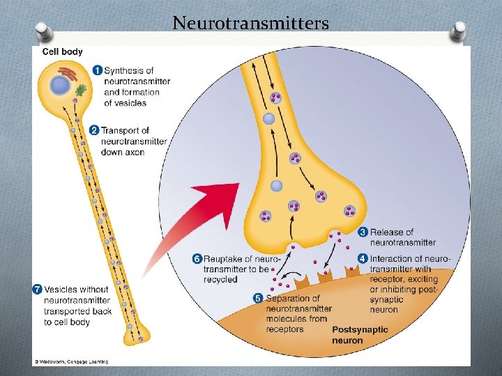 Neurotransmitters 