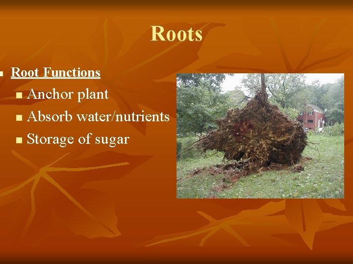 n Roots Root Functions Anchor plant n Absorb water/nutrients n Storage of sugar n