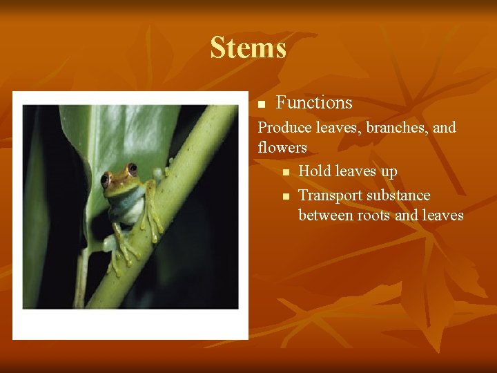 Stems n Functions Produce leaves, branches, and flowers n Hold leaves up n Transport