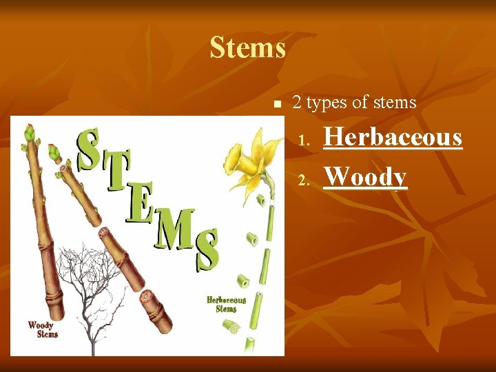 Stems n 2 types of stems 1. 2. Herbaceous Woody 