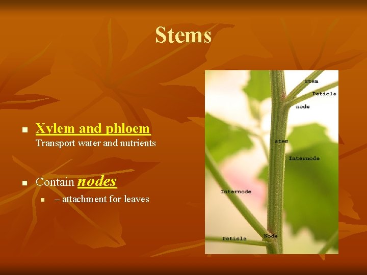 Stems n Xylem and phloem Transport water and nutrients n Contain nodes n –