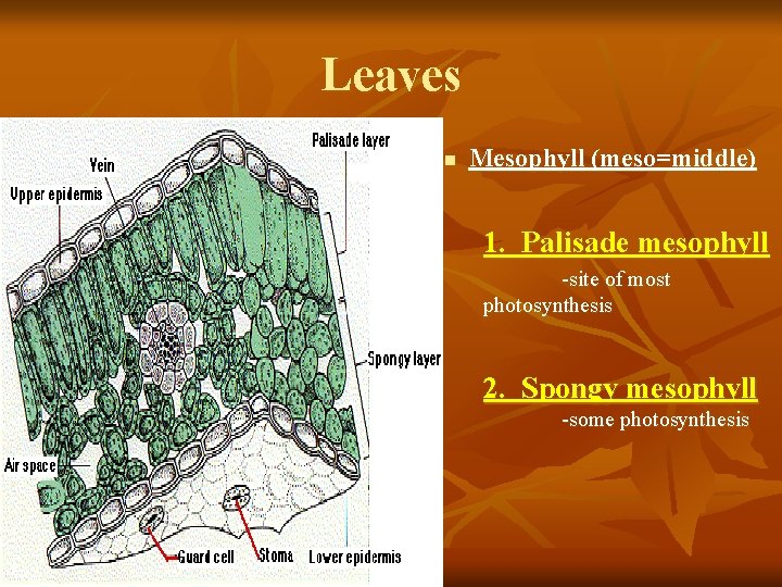 Leaves n Mesophyll (meso=middle) 1. Palisade mesophyll -site of most photosynthesis 2. Spongy mesophyll