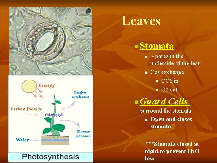 Leaves n Stomata n n n – pores in the underside of the leaf