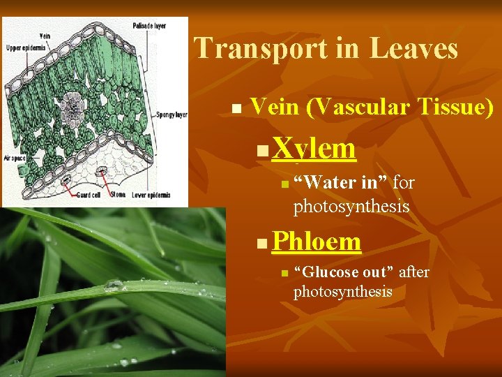 Transport in Leaves n Vein (Vascular Tissue) n Xylem n n “Water in” for
