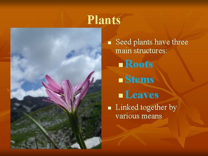 Plants n Seed plants have three main structures: Roots n Stems n Leaves n