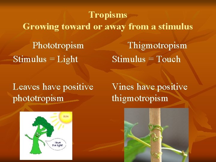 Tropisms Growing toward or away from a stimulus Phototropism Stimulus = Light Thigmotropism Stimulus