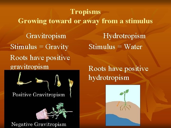 Tropisms Growing toward or away from a stimulus Gravitropism Stimulus = Gravity Roots have