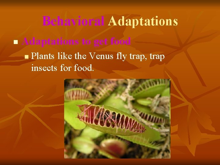 Behavioral Adaptations n Adaptations to get food n Plants like the Venus fly trap,