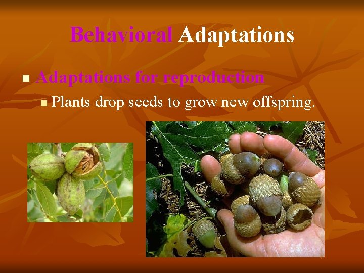 Behavioral Adaptations n Adaptations for reproduction n Plants drop seeds to grow new offspring.