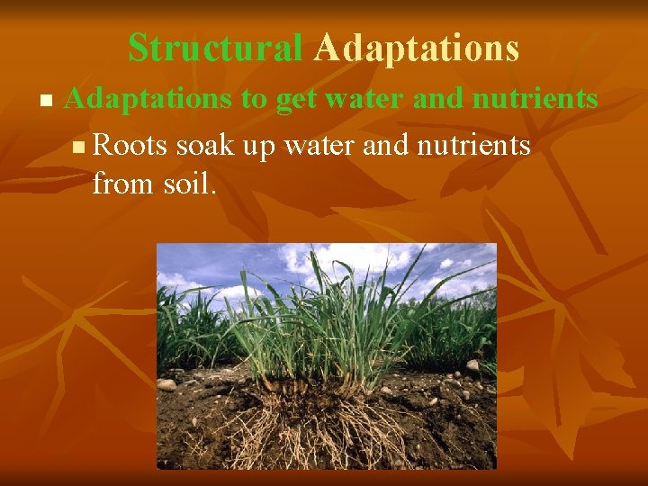 Structural Adaptations n Adaptations to get water and nutrients n Roots soak up water