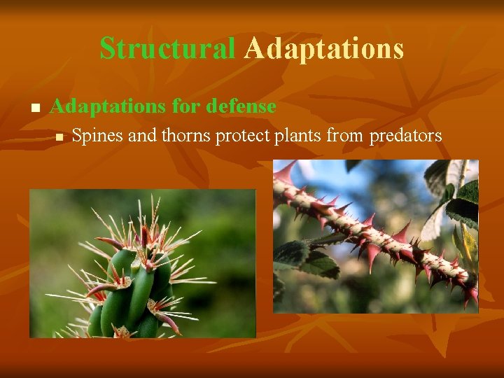 Structural Adaptations n Adaptations for defense n Spines and thorns protect plants from predators