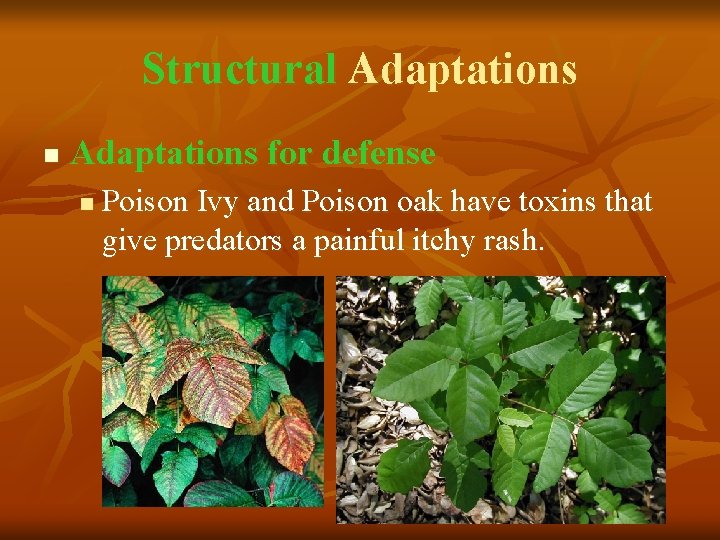 Structural Adaptations n Adaptations for defense n Poison Ivy and Poison oak have toxins