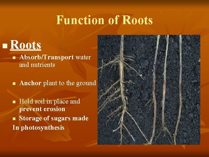 Function of Roots n n Absorb/Transport water and nutrients Anchor plant to the ground