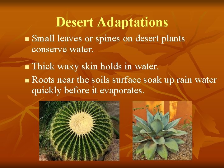 Desert Adaptations n Small leaves or spines on desert plants conserve water. Thick waxy