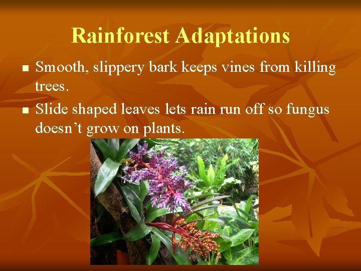 Rainforest Adaptations n n Smooth, slippery bark keeps vines from killing trees. Slide shaped