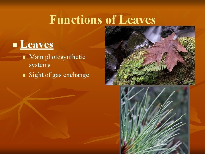 Functions of Leaves n n Main photosynthetic systems Sight of gas exchange 