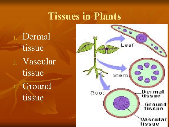 Tissues in Plants 1. 2. 3. Dermal tissue Vascular tissue Ground tissue 