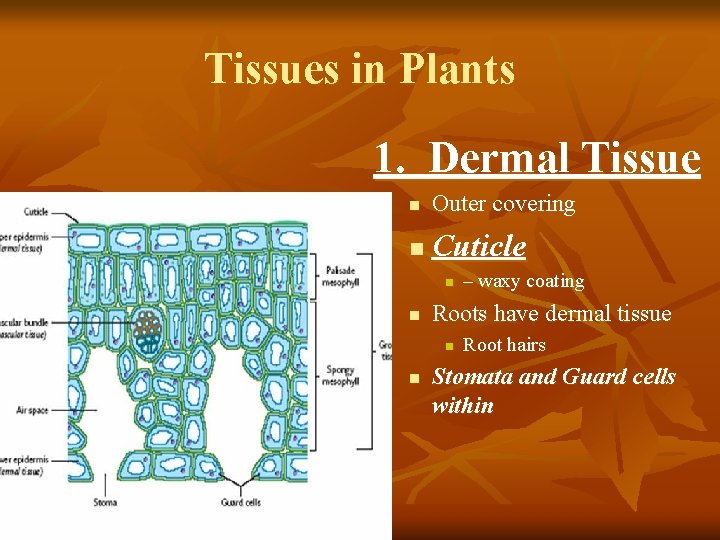 Tissues in Plants 1. Dermal Tissue n Outer covering n Cuticle n n Roots