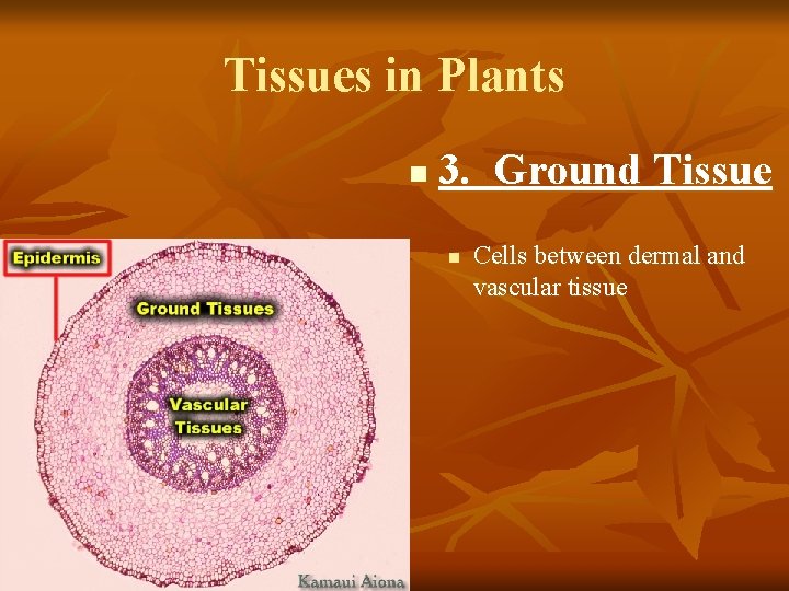 Tissues in Plants n 3. Ground Tissue n Cells between dermal and vascular tissue
