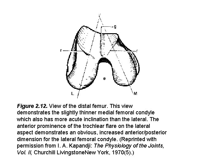 Figure 2. 12. View of the distal femur. This view demonstrates the slightly thinner