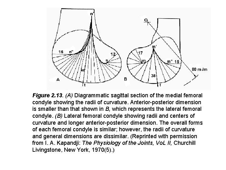 Figure 2. 13. (A) Diagrammatic sagittal section of the medial femoral condyle showing the