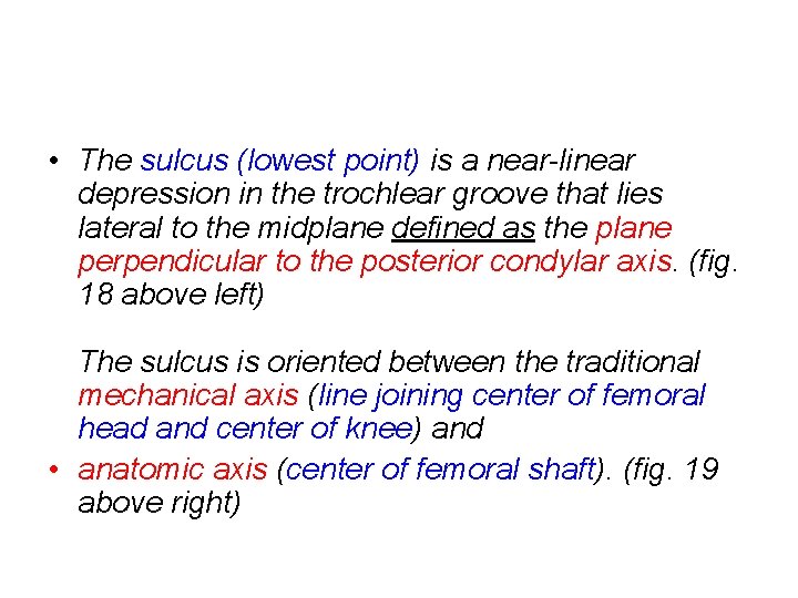  • The sulcus (lowest point) is a near-linear depression in the trochlear groove