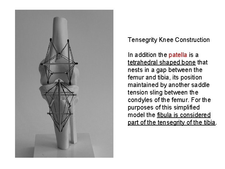 Tensegrity Knee Construction In addition the patella is a tetrahedral shaped bone that nests