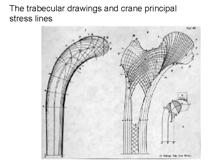 The trabecular drawings and crane principal stress lines 