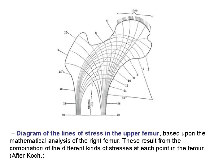  – Diagram of the lines of stress in the upper femur, based upon