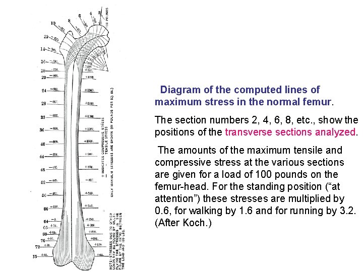  Diagram of the computed lines of maximum stress in the normal femur. The