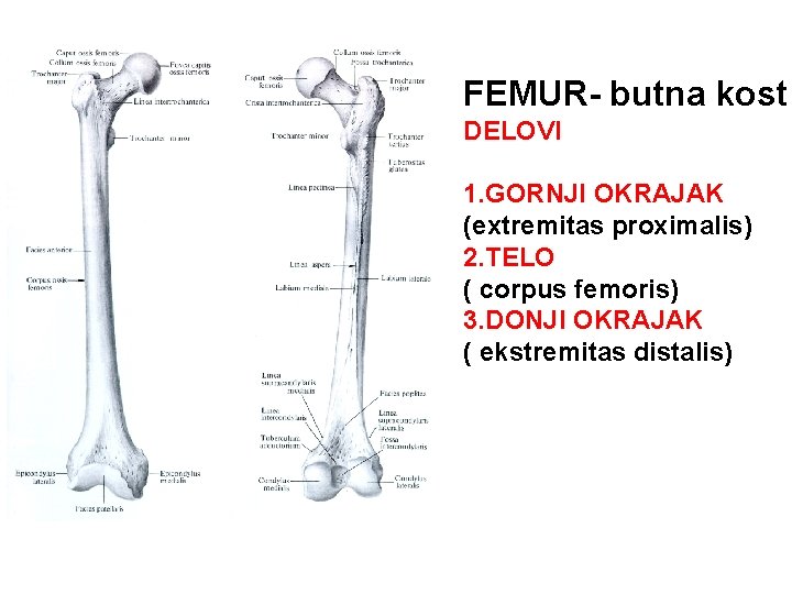 FEMUR- butna kost DELOVI 1. GORNJI OKRAJAK (extremitas proximalis) 2. TELO ( corpus femoris)