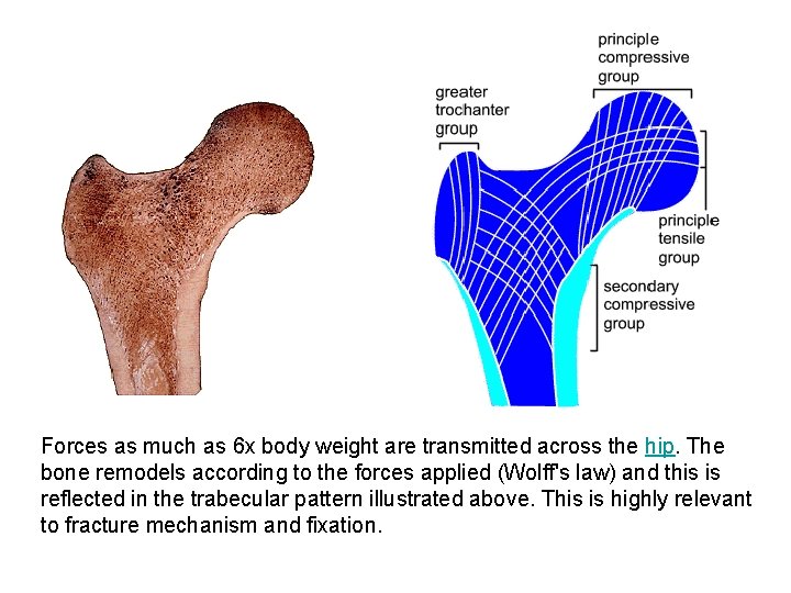 Forces as much as 6 x body weight are transmitted across the hip. The