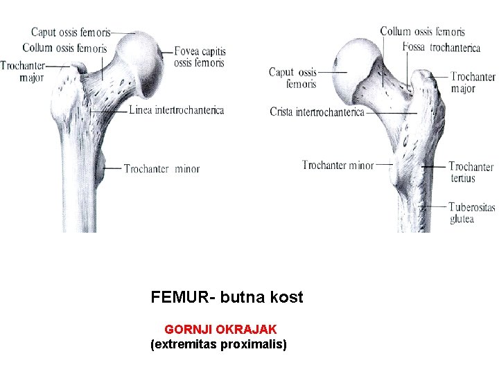 FEMUR- butna kost GORNJI OKRAJAK (extremitas proximalis) 