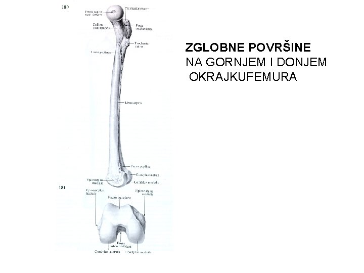 ZGLOBNE POVRŠINE NA GORNJEM I DONJEM OKRAJKUFEMURA 