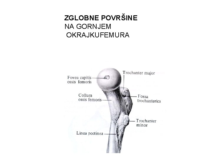 ZGLOBNE POVRŠINE NA GORNJEM OKRAJKUFEMURA 