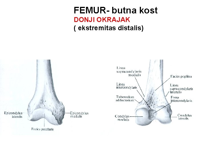 FEMUR- butna kost DONJI OKRAJAK ( ekstremitas distalis) 