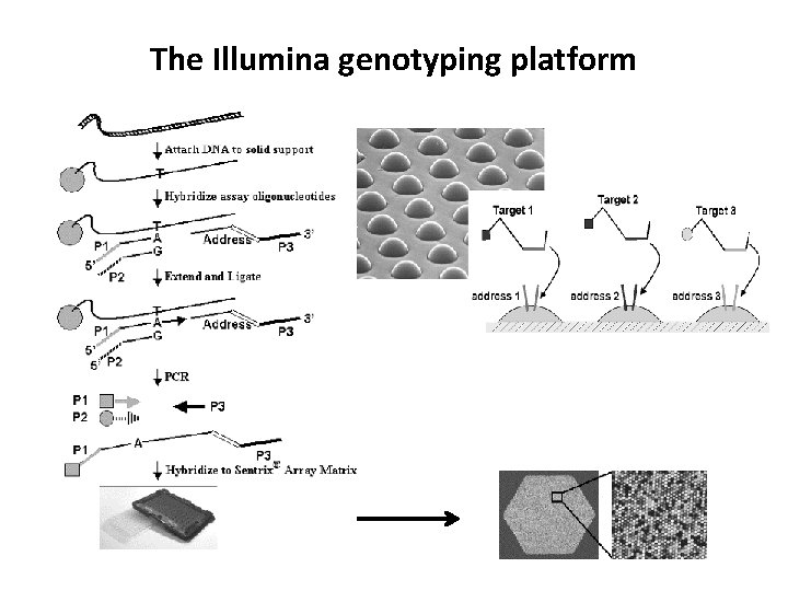 The Illumina genotyping platform 