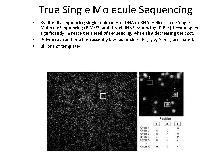 True Single Molecule Sequencing • • • By directly sequencing single molecules of DNA