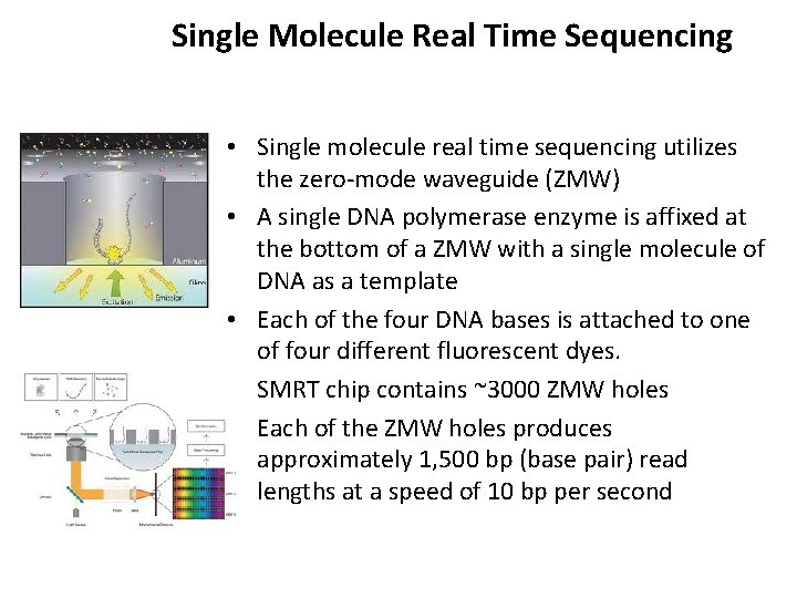 Single Molecule Real Time Sequencing • Single molecule real time sequencing utilizes the zero-mode