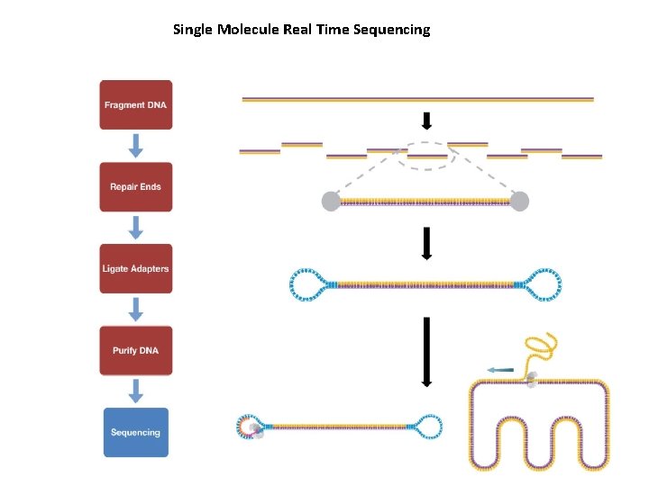 Single Molecule Real Time Sequencing 