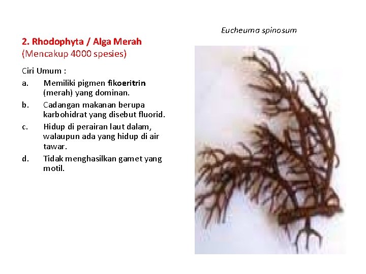 2. Rhodophyta / Alga Merah (Mencakup 4000 spesies) Ciri Umum : a. Memiliki pigmen