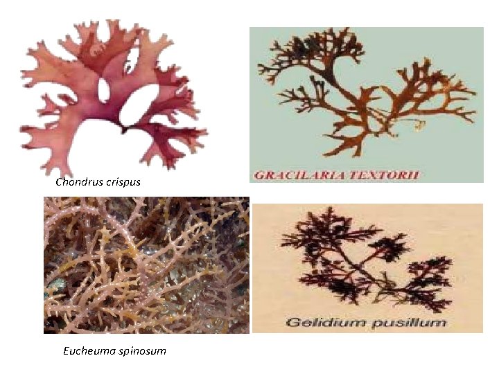 Chondrus crispus Eucheuma spinosum 