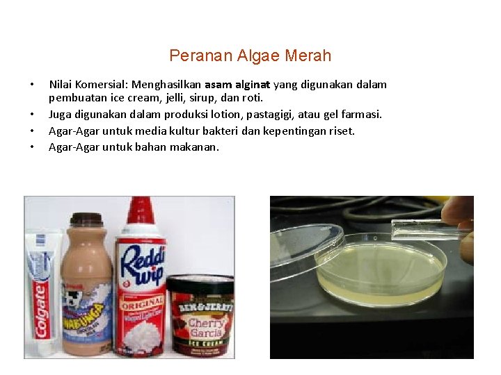 Peranan Algae Merah • • Nilai Komersial: Menghasilkan asam alginat yang digunakan dalam pembuatan