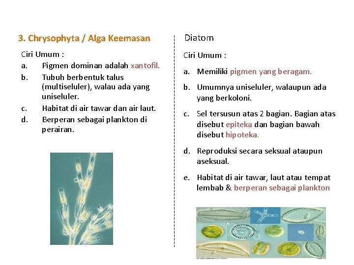 3. Chrysophyta / Alga Keemasan Ciri Umum : a. Pigmen dominan adalah xantofil. b.