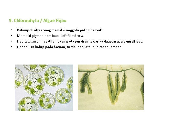 5. Chlorophyta / Algae Hijau • • Kelompok algae yang memiliki anggota paling banyak.