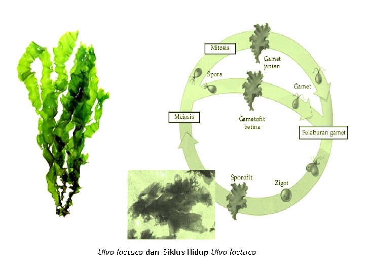 Ulva lactuca dan Siklus Hidup Ulva lactuca 