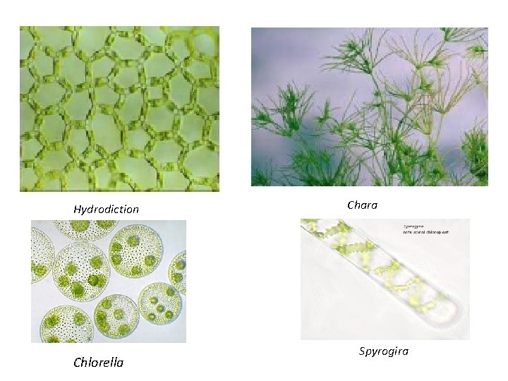 Hydrodiction Chlorella Chara Spyrogira 